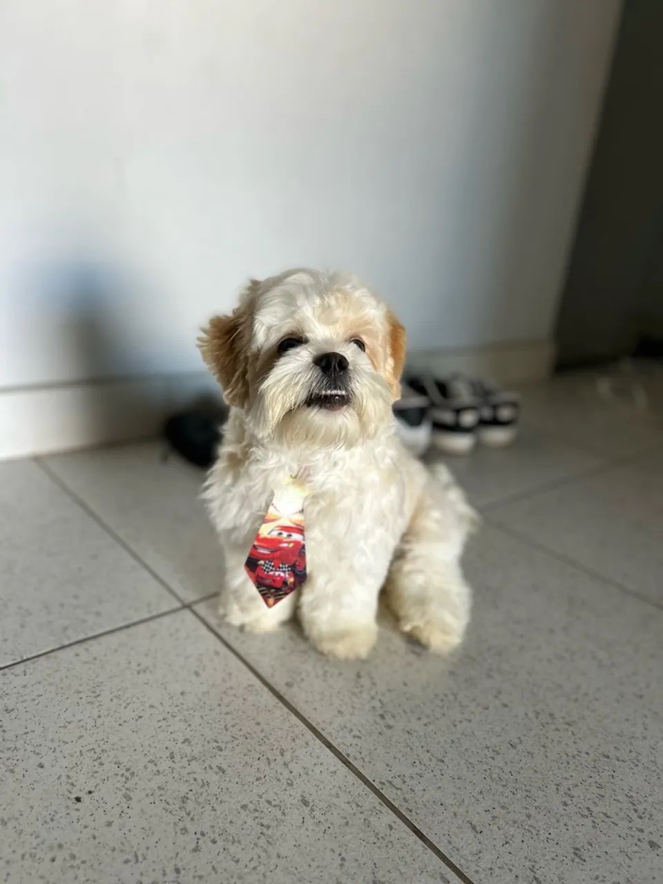 Cachorrinho Shitzu - Foto 3