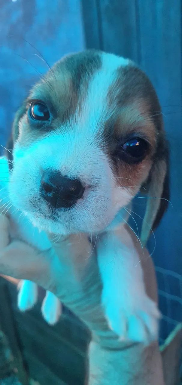 Lindo filhote de beagles 13 polegadas  - Foto 4