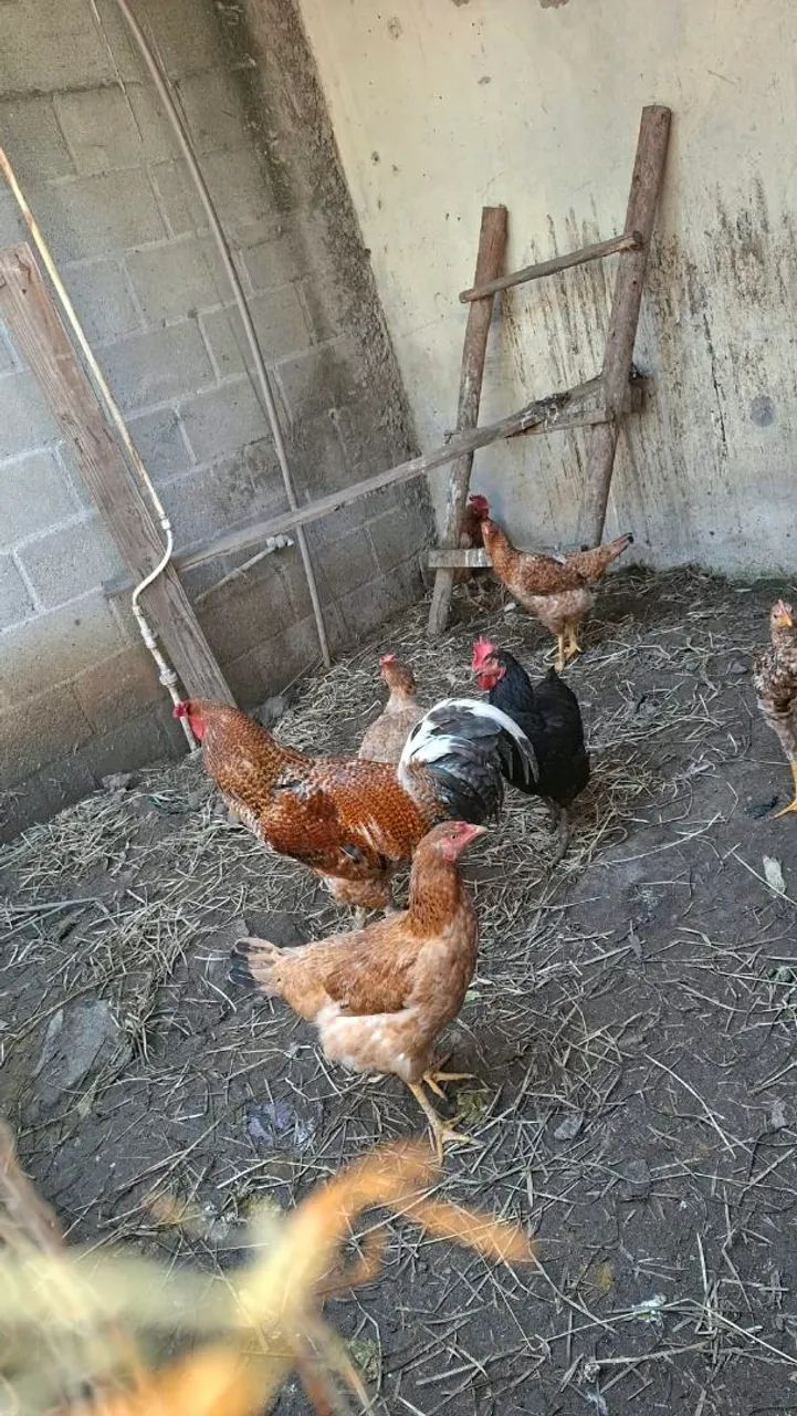 Galo e galinhas