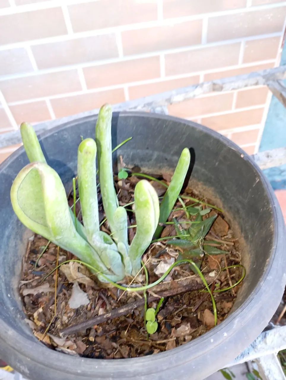 Sementes e plantas  - Foto 3