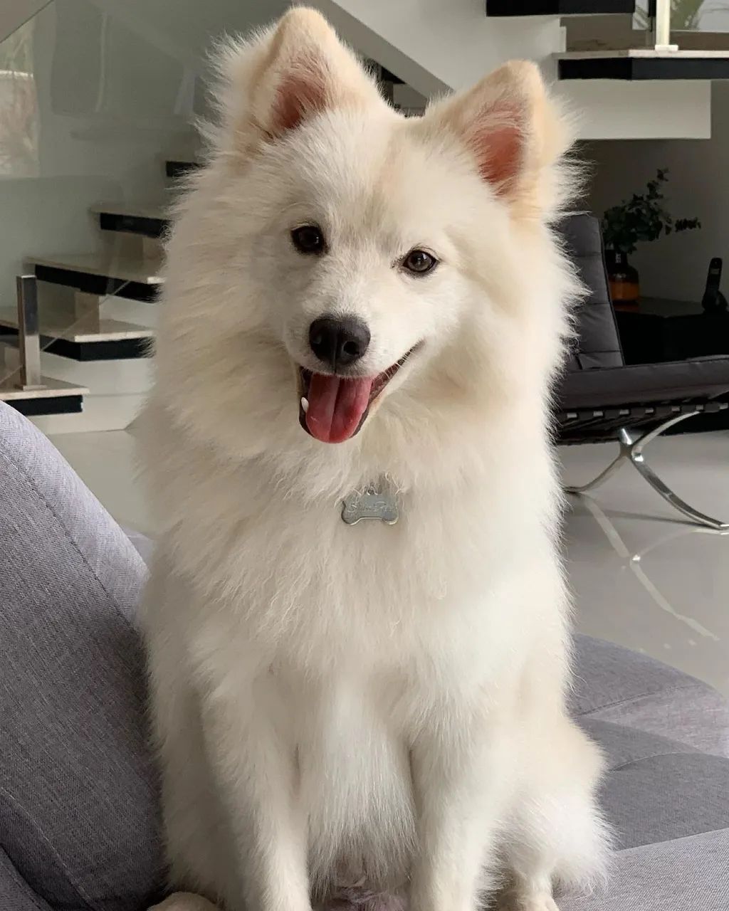 Filhotes de Pomsky com Pedigree - Foto 5