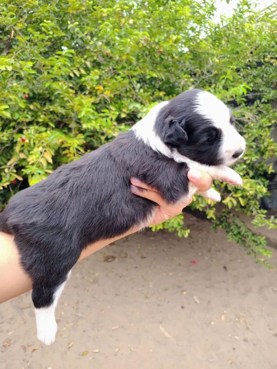 Filhote de Border Collie com pedigree CBKC  - Foto 2