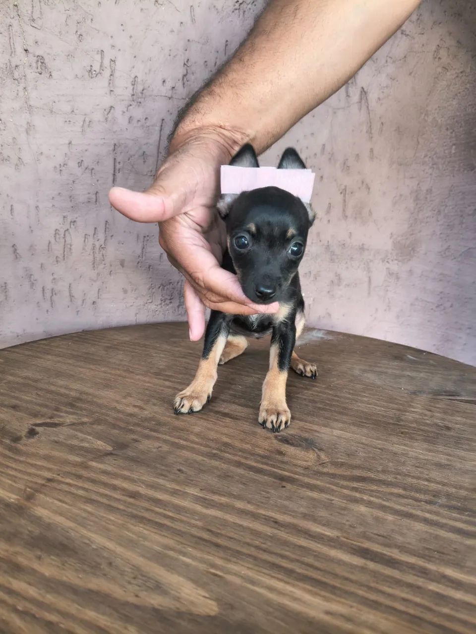 Pinscher mini 