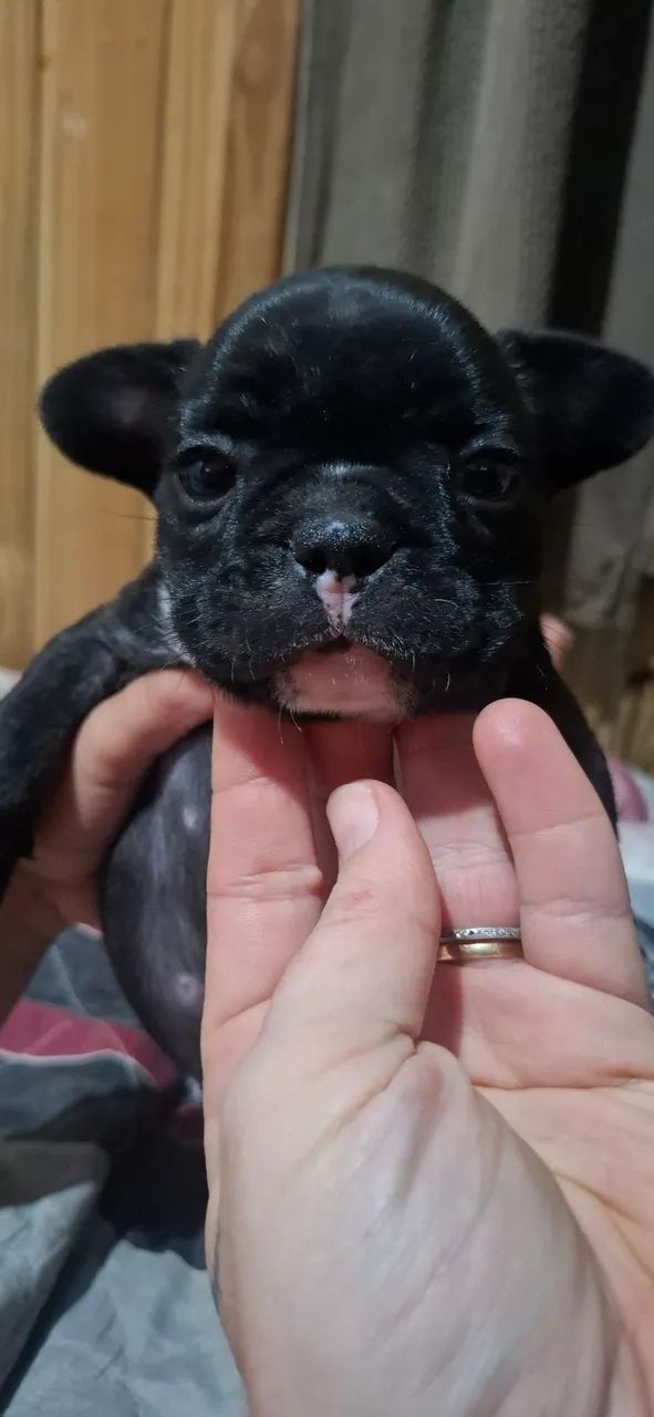 Filhote de buldogue frances  - Foto 4