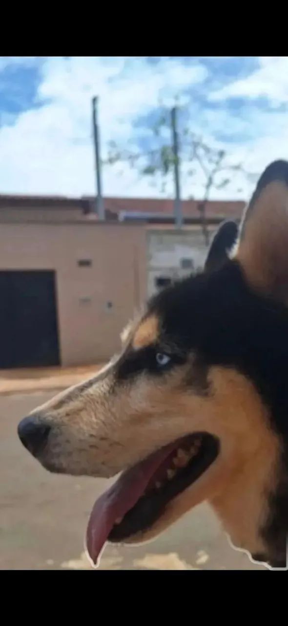 Husk siberiano  - Foto 5