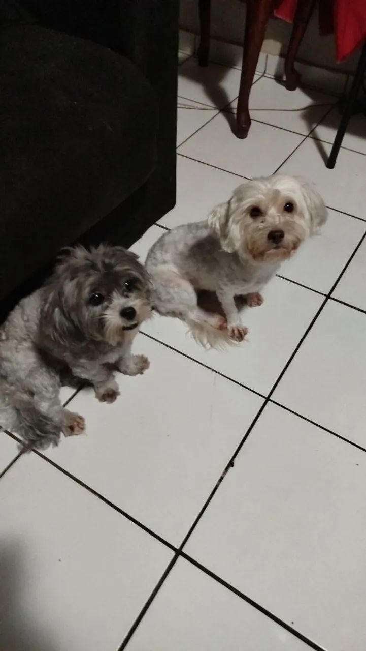Pooble venda - Foto 2