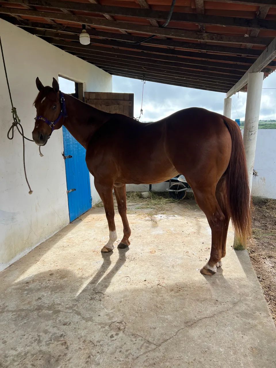 Cavalo de esquerda! - Foto 2