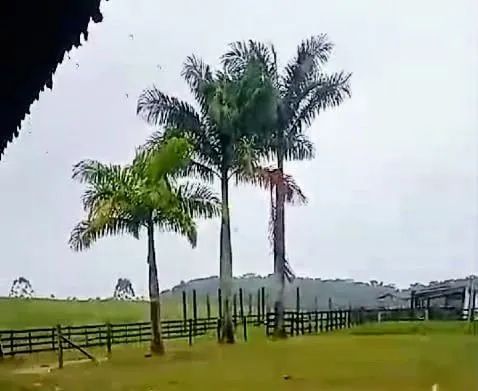 Mudas de Palmeira Imperial com +6m