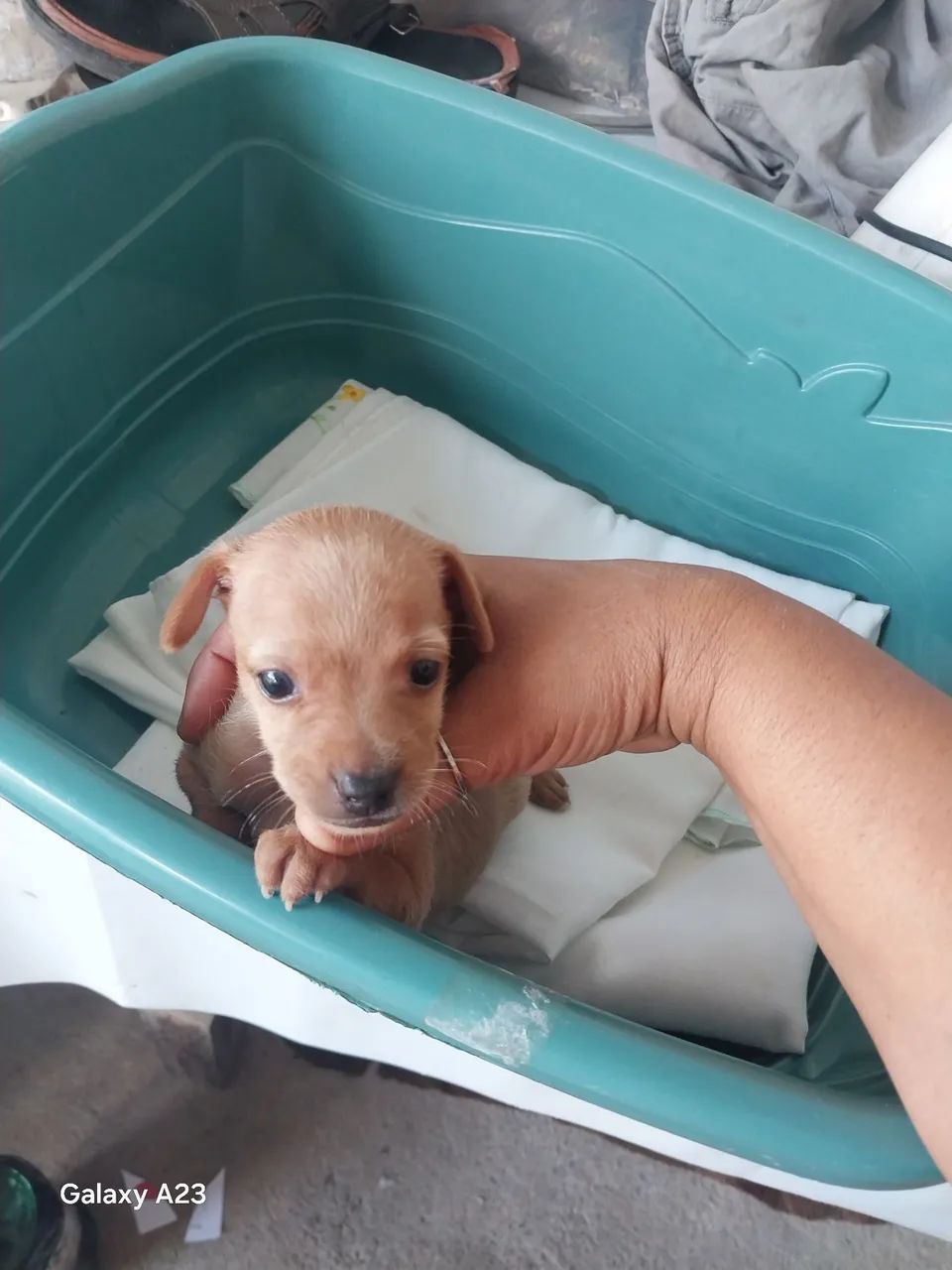 Cachorro  - Foto 5