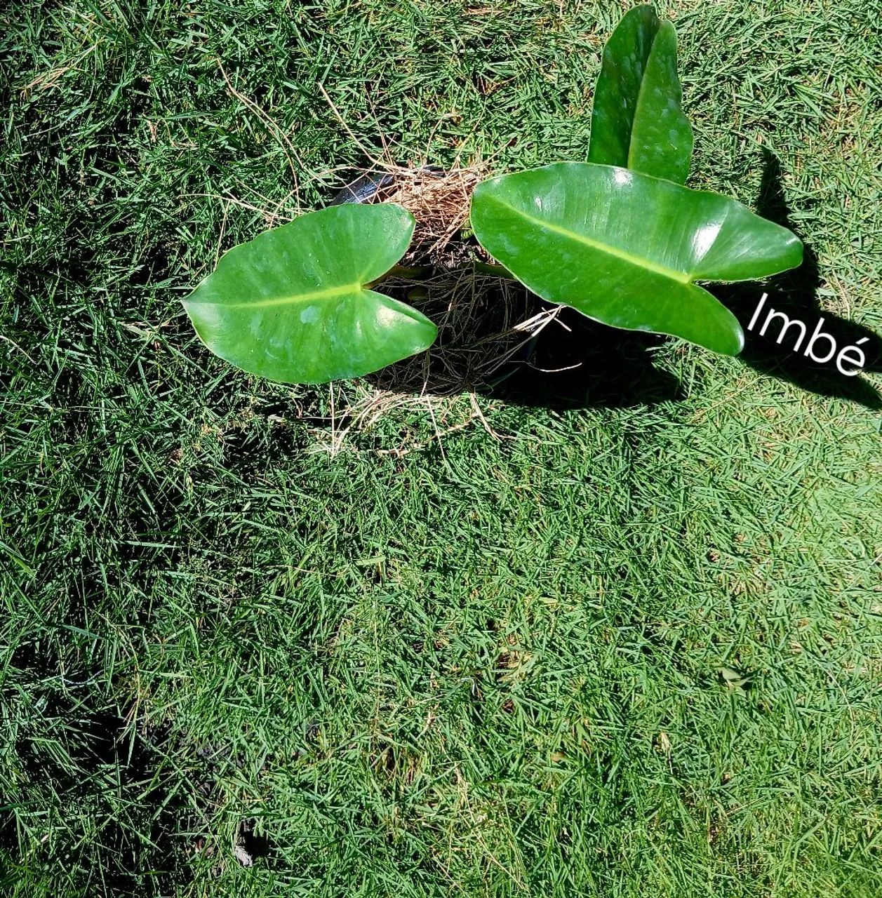 >> Mudas << - Foto 4