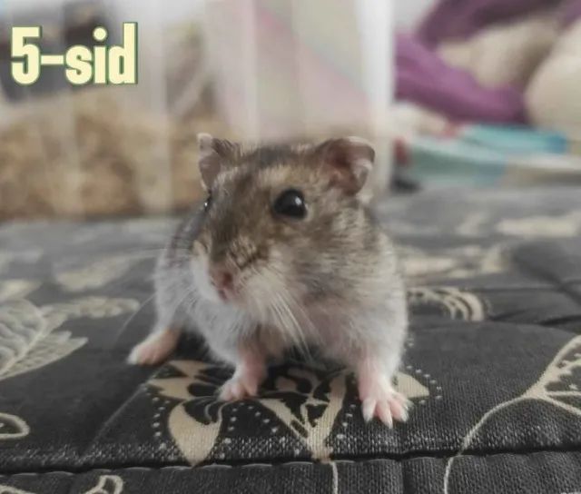 Hamster anão Russo - Foto 2