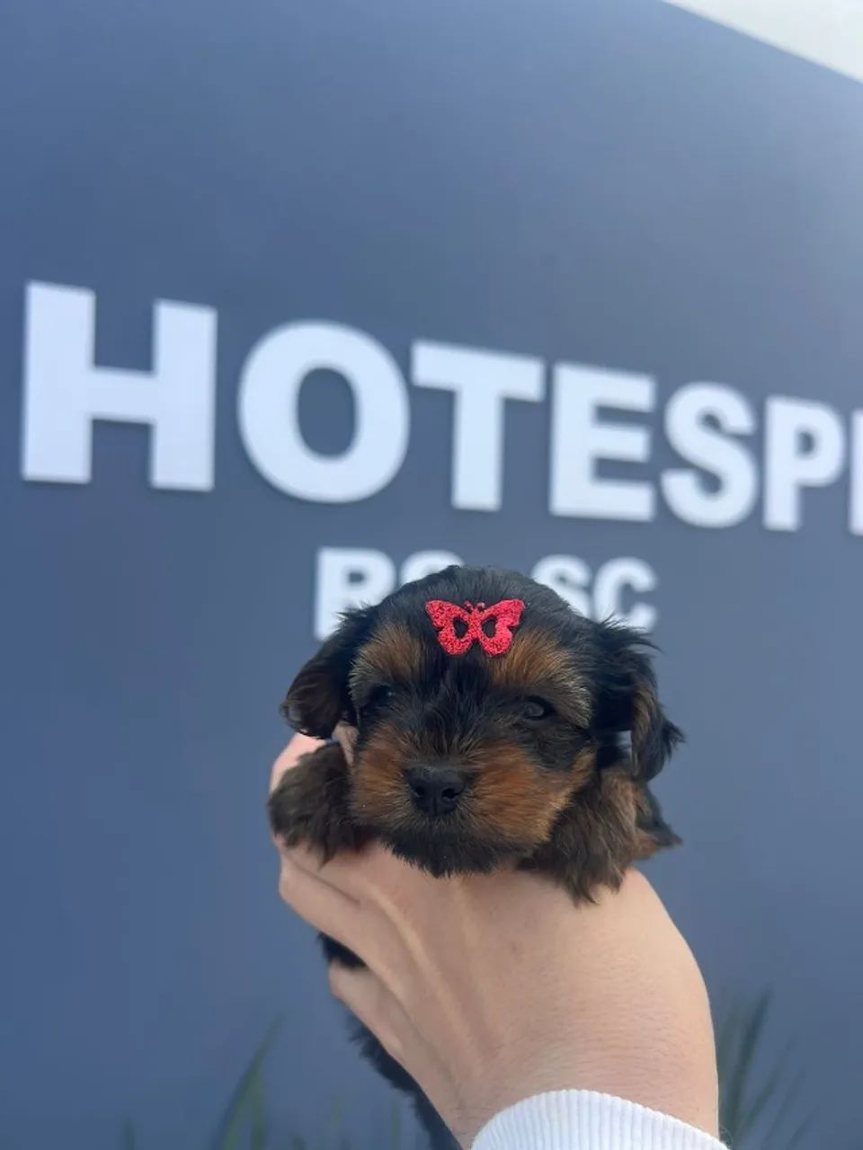 yorkshire mini