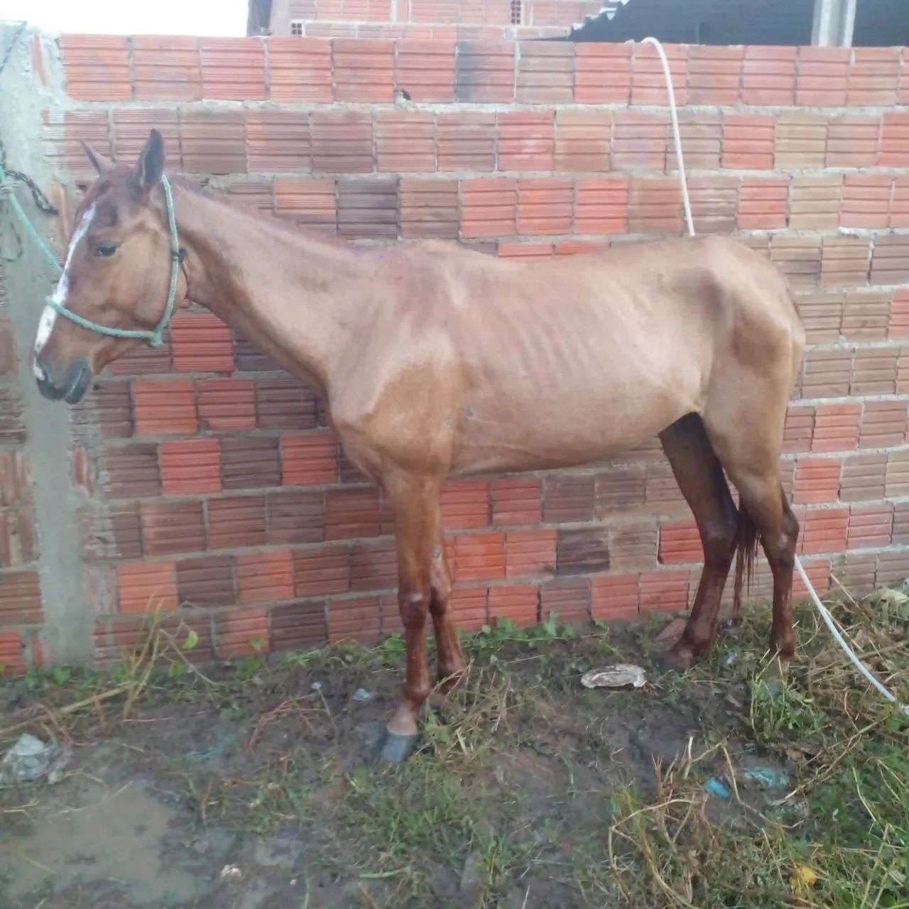 Égua 2.500$