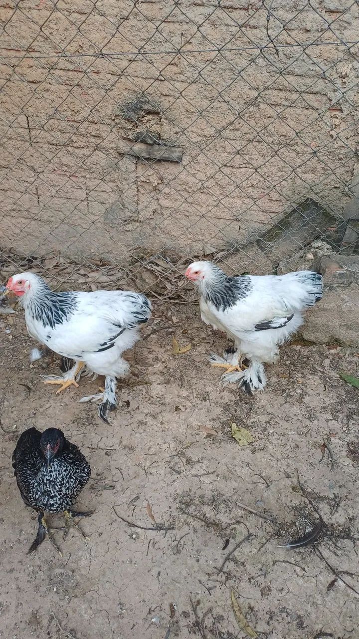 Machos brahma light  - Foto 2