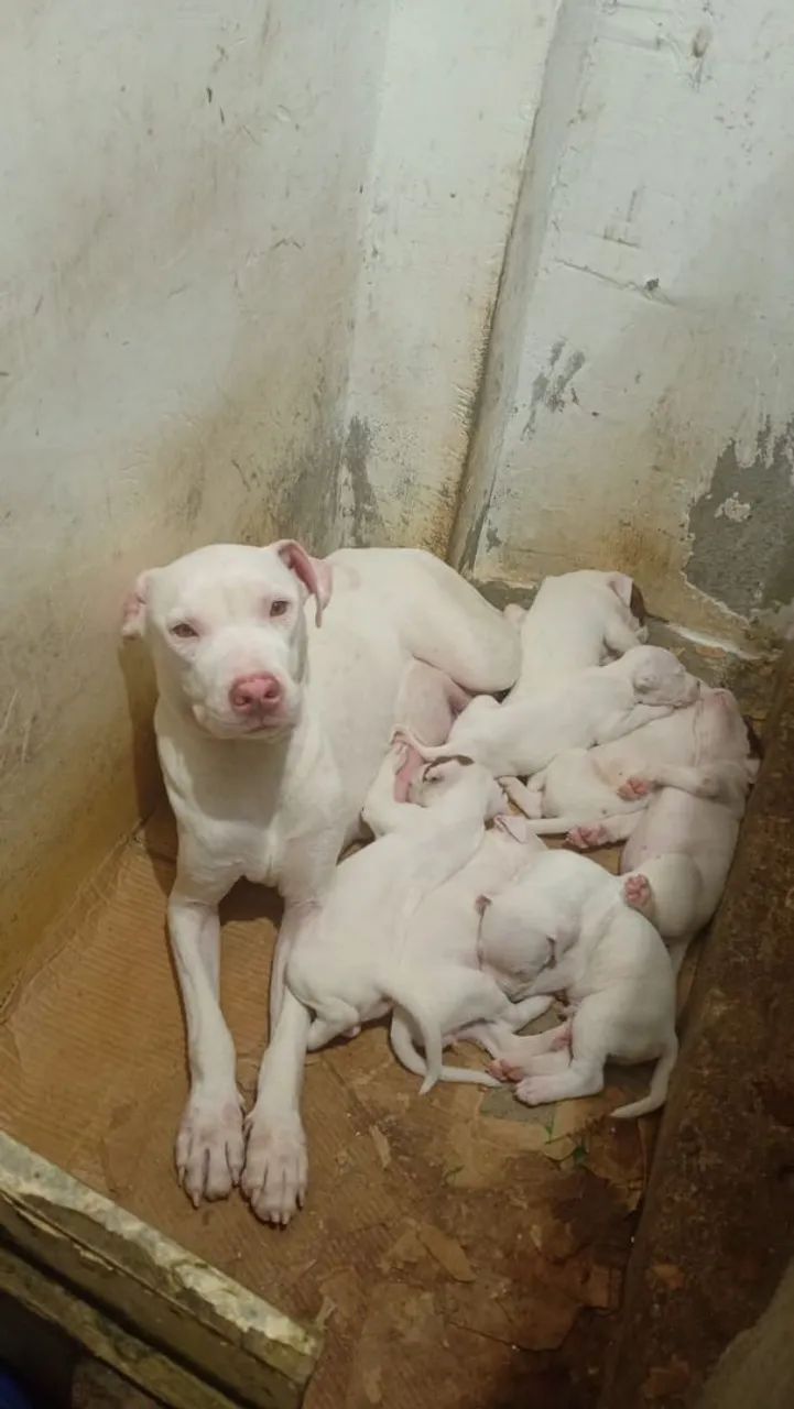 Filhotes de Pitbull  - Foto 2
