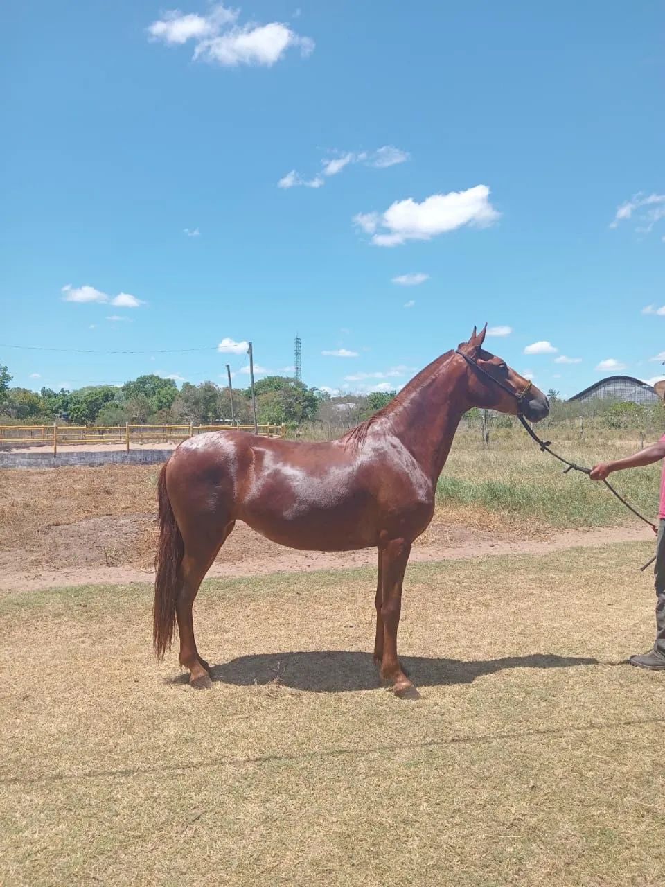 Katrina BGG (Inglês Monteiro x Viola Da Boa Nova)