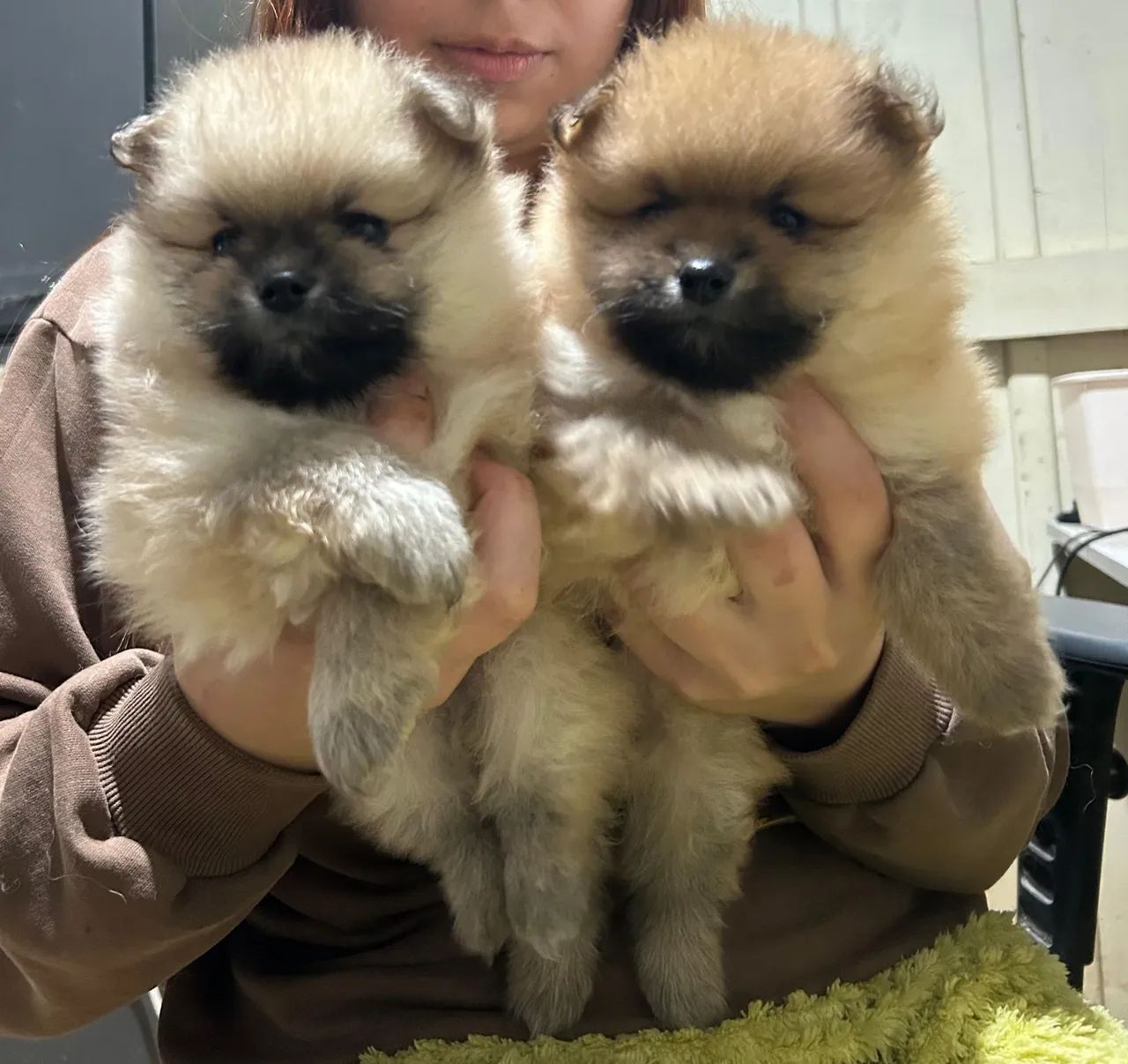 Lulu da Pomerânia 