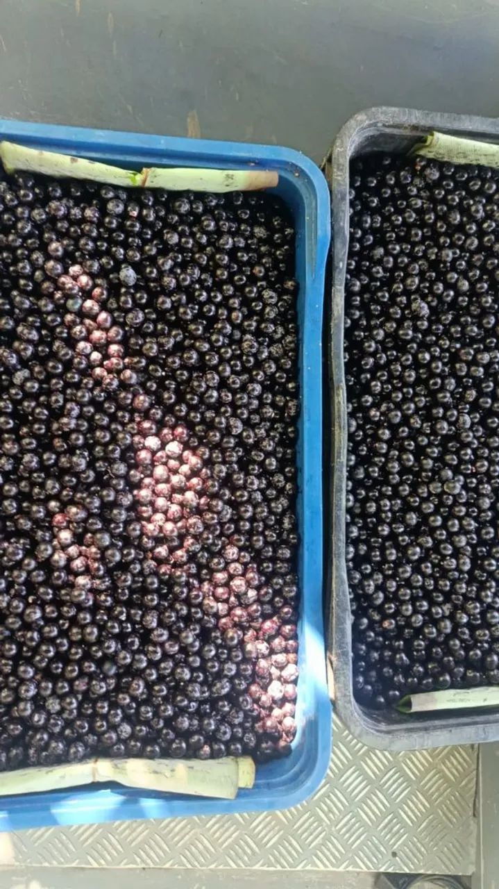Açaí top 120 tela abaete  - Foto 2