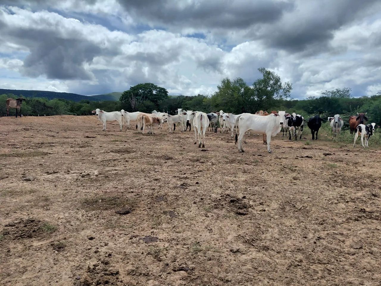 Fazenda em Ourolandia