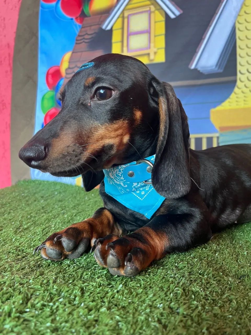 Dauschund  Teckel R$ 1.500