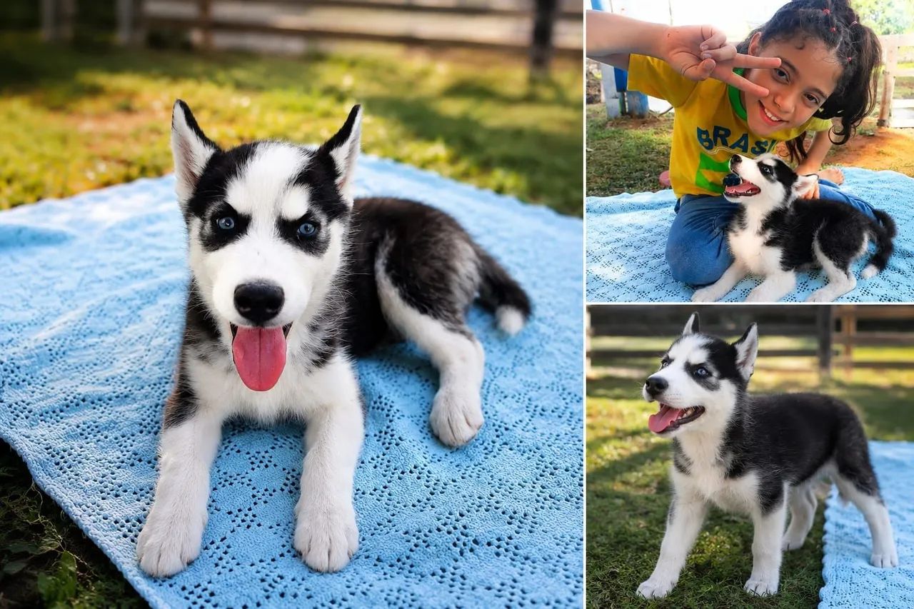 Husky Siberiano disponíveis  - Foto 2