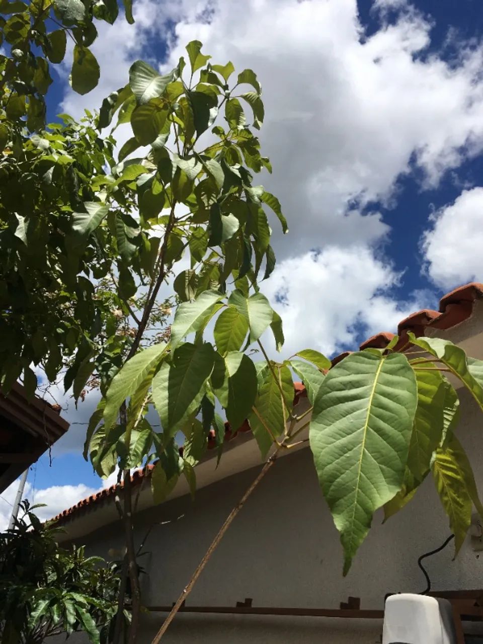 Ipê rosa Grande com 3,07m