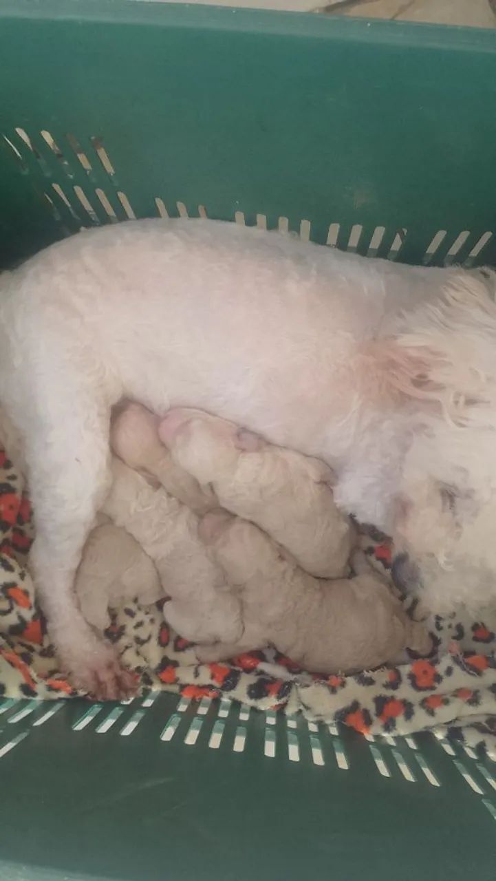 Reserva poodle toy