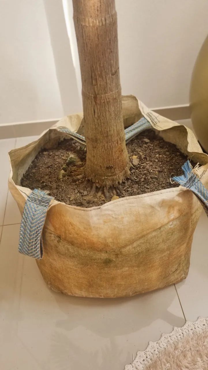 Muda de coqueiro Imperial - Foto 2
