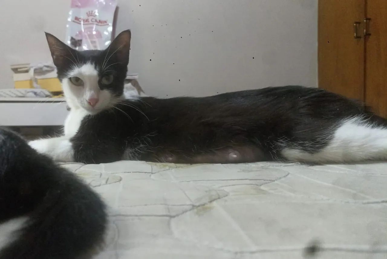 Doação frajolas - Foto 2