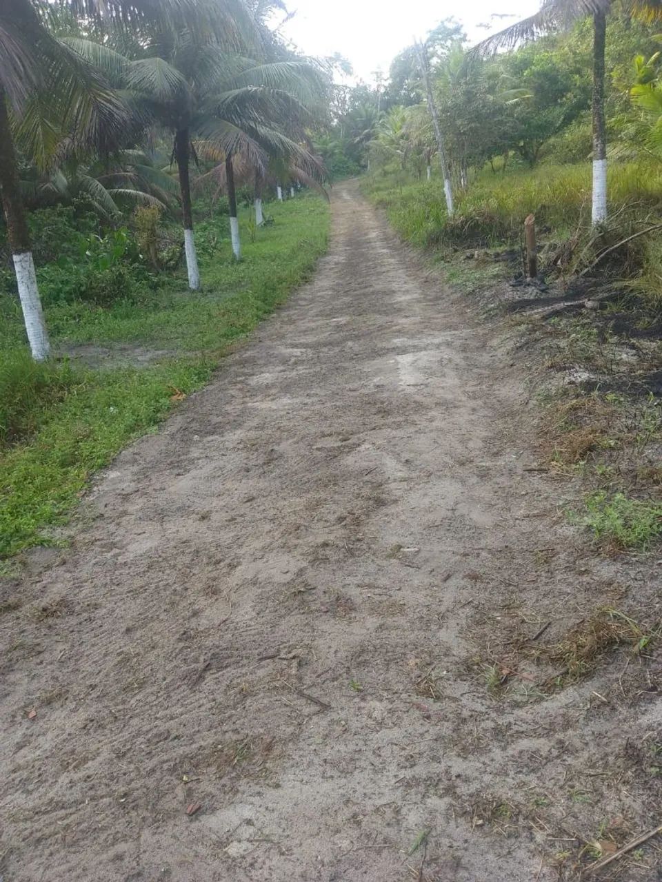 Granja em Goiana pra vender  - Foto 2