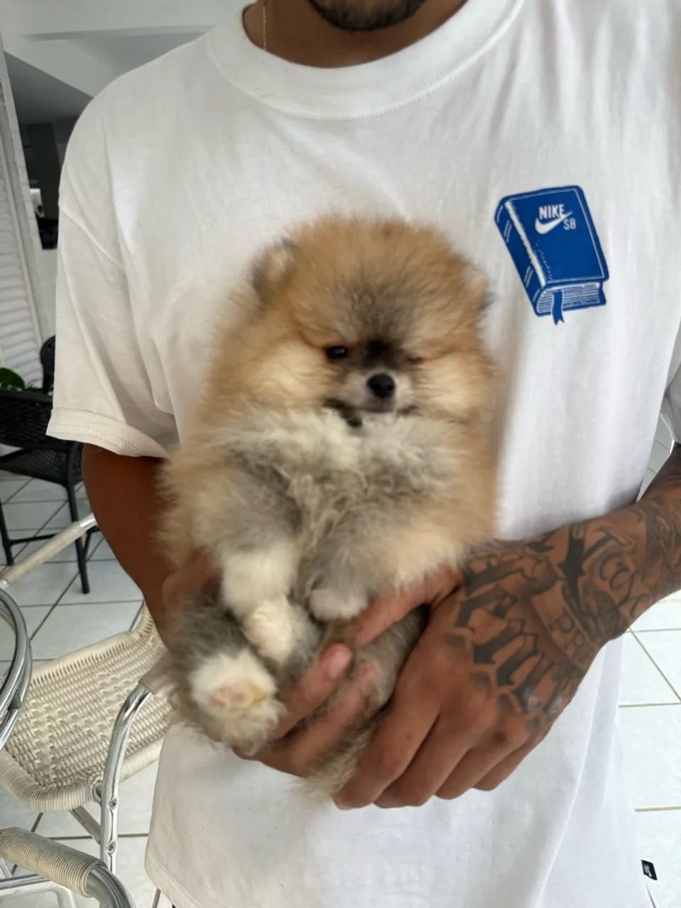 Spitz alemão Macho - Foto 4