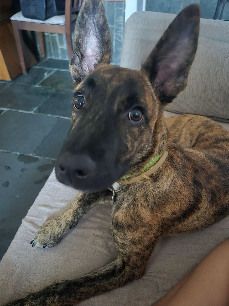 Doa se cachorro macho 5 meses