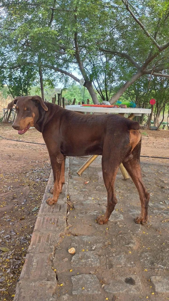 Filhotes de dobermann  - Foto 4