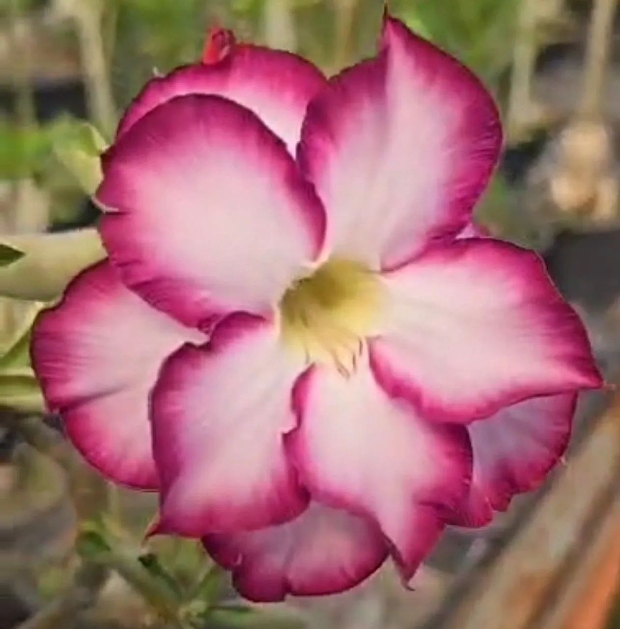 Rosa do deserto roxa - Foto 3