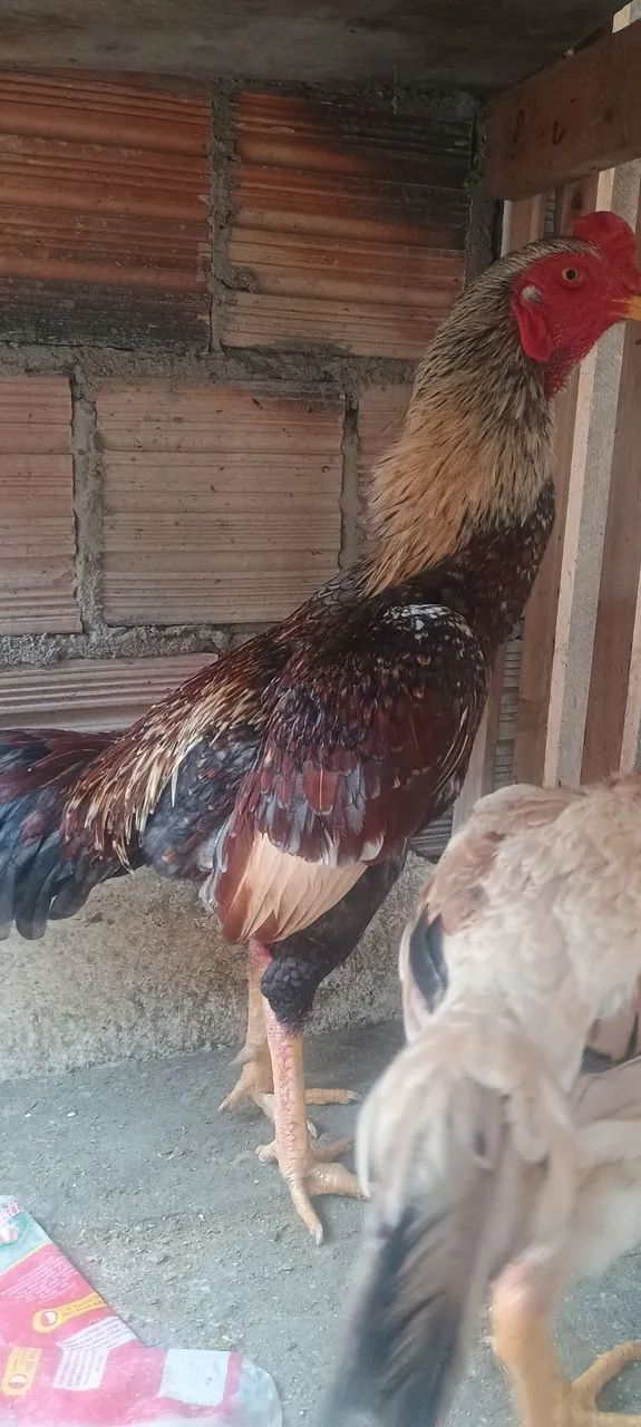 Venda de galinhas  - Foto 4