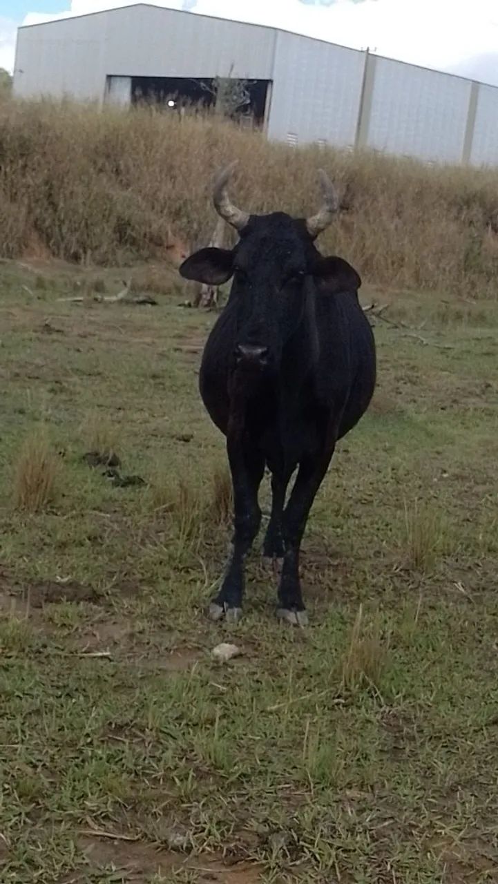 Vaca mojando - Foto 5