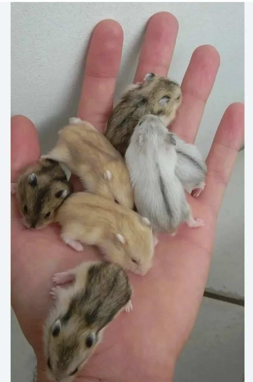 Hamster ? a venda 