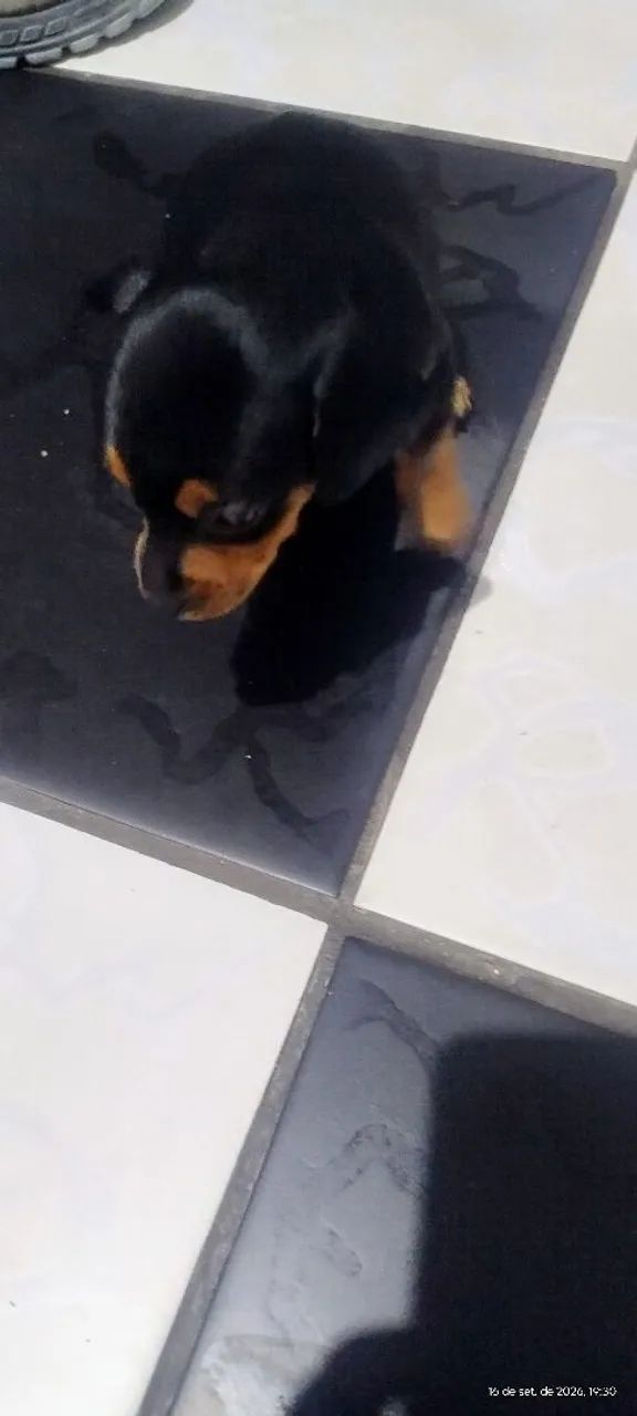 Cachorrinho - Foto 3