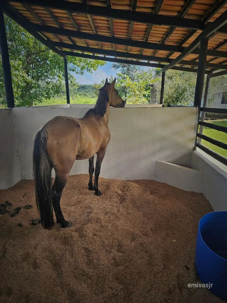 Cavalo - Foto 4