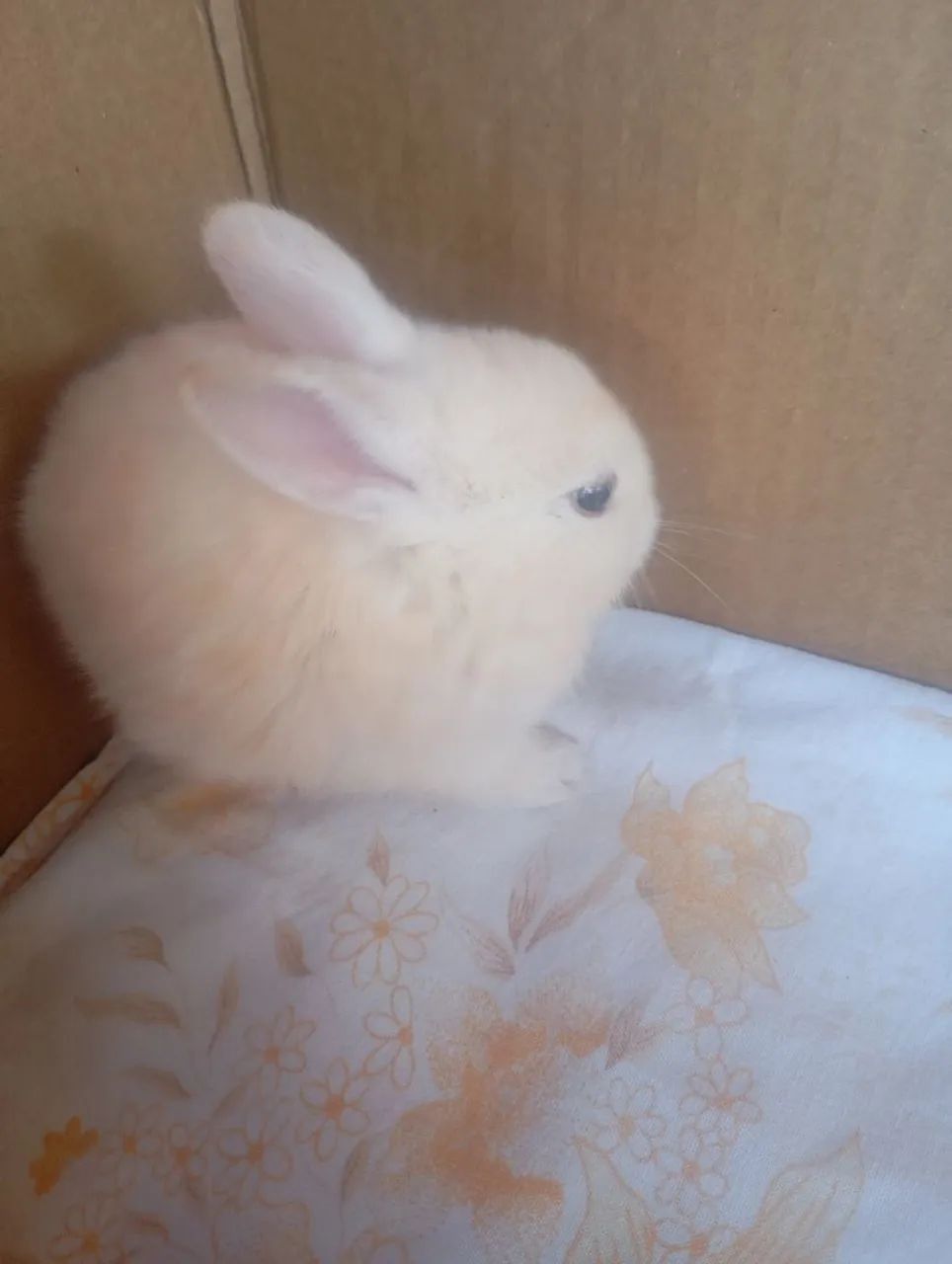 Coelhos filhotes  - Foto 2