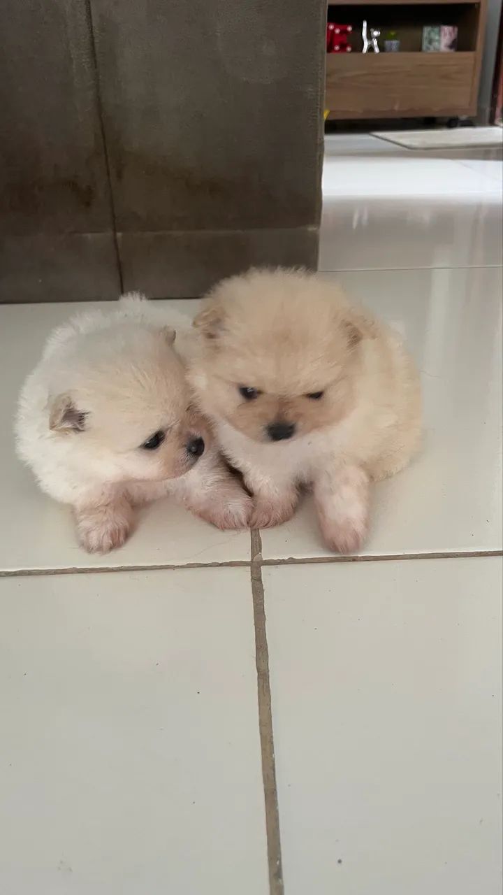 Spitz Alemão  - Foto 4