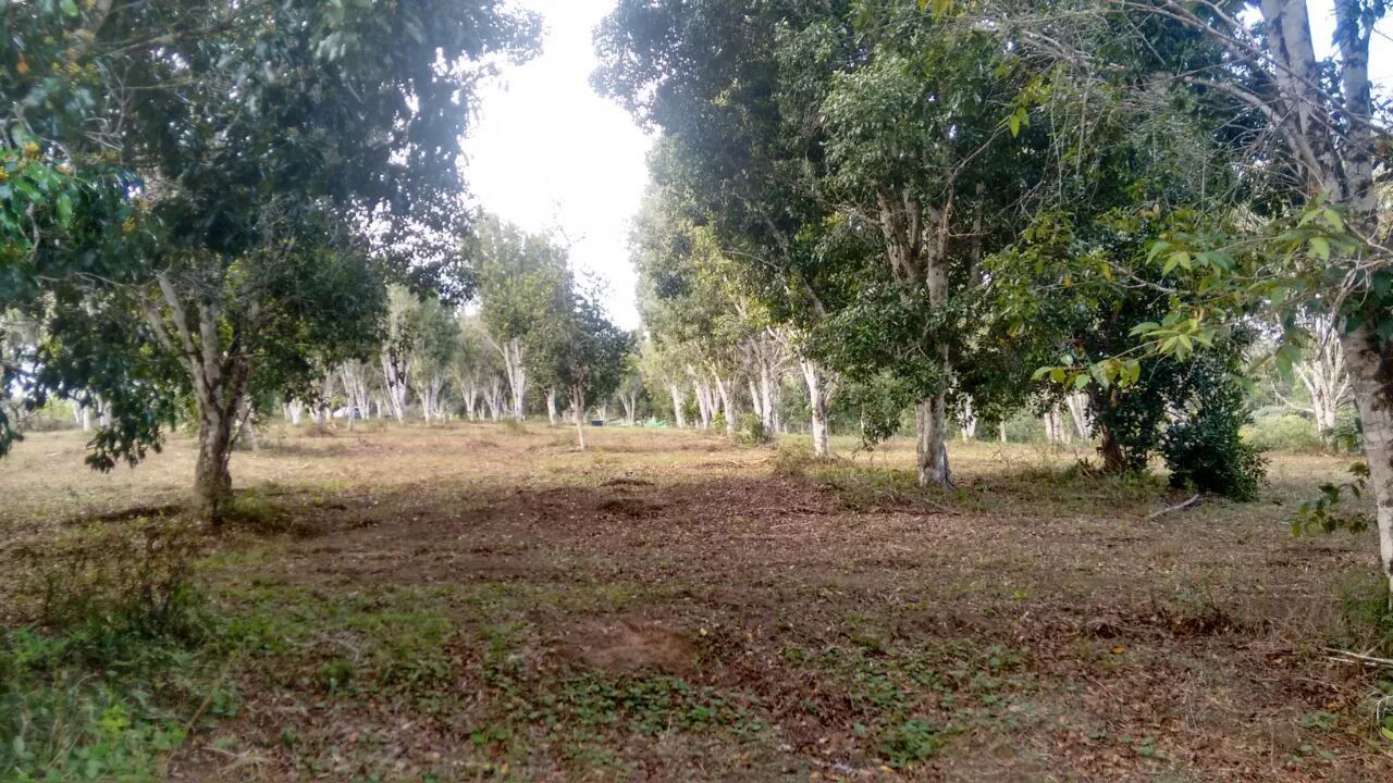 Fazenda Produtiva de Cravo da India - Foto 4