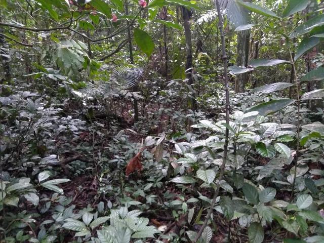 Chácara - América de Baixo - Morretes - Foto 4
