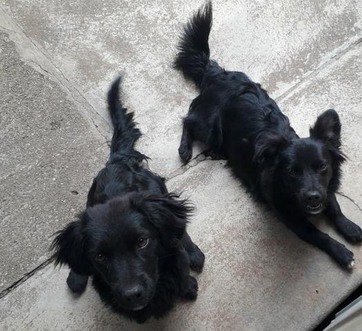 Doação de 2 cachorrinhas - Foto 2