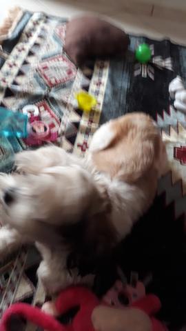 Shih Tzu