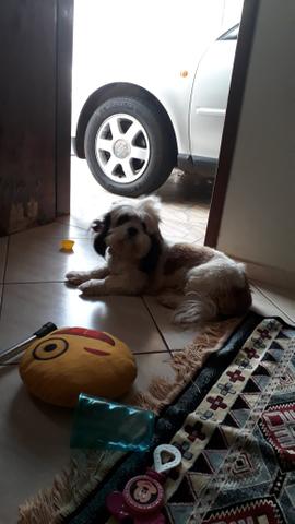 Shih Tzu - Foto 2