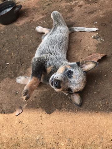 Filhotes Blue Heeler - Foto 2