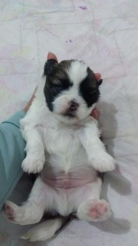 Vendo filhote de lhasa Apso macho
