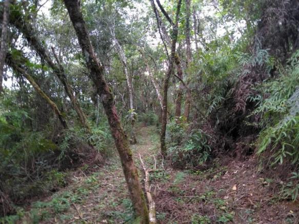 Chácara com 20.000m² - Braço da Figueira - Antonina - Foto 5