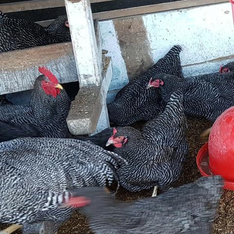 Ovos Galados de Plymouth Rock Barrado Carijó Gigante de raça pura - Foto 2